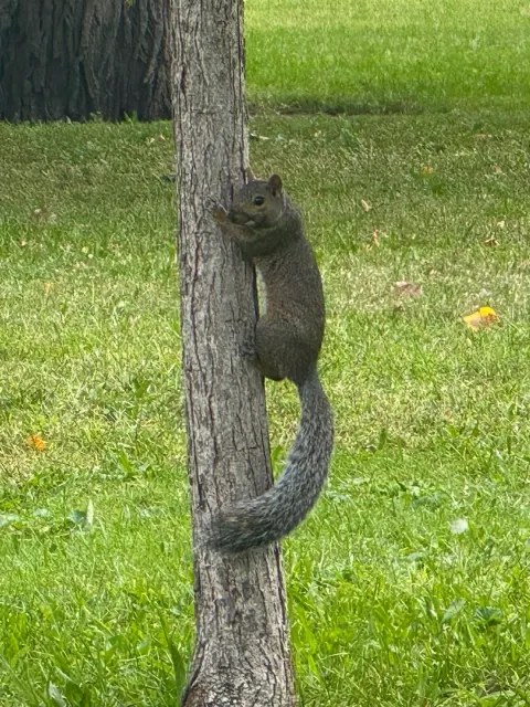 A squirrel climbing a tree trunk